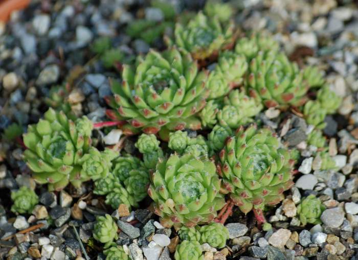 Sempervivum Dachwurz Hauswurz